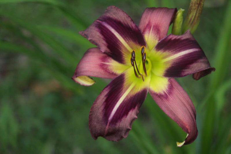 Photo of the bloom of Daylily (Hemerocallis 'Starman's Quest') posted