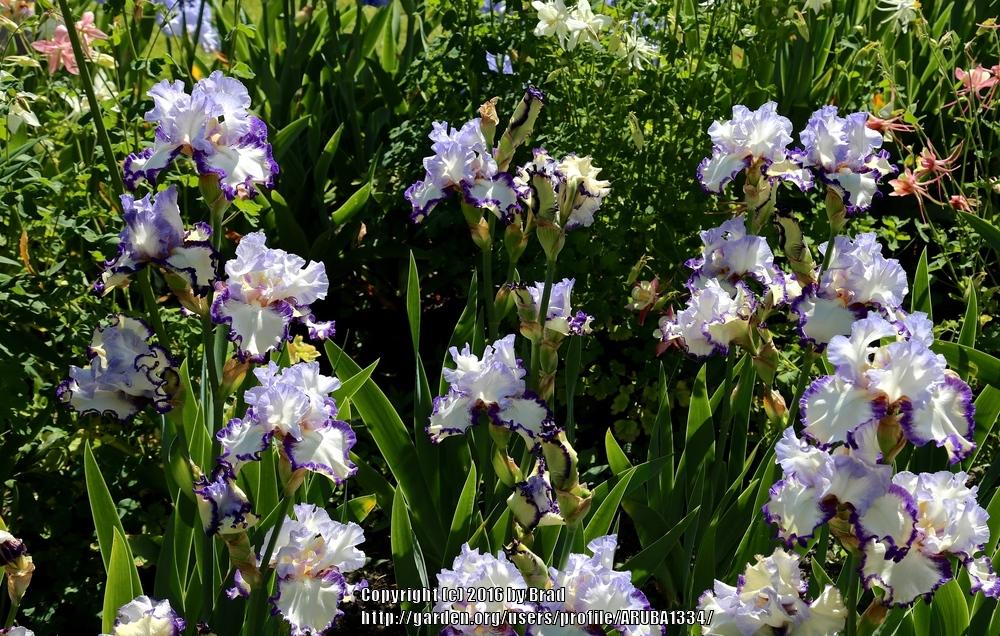 Tall Bearded Iris (Iris 'Rings True') in the Irises Database