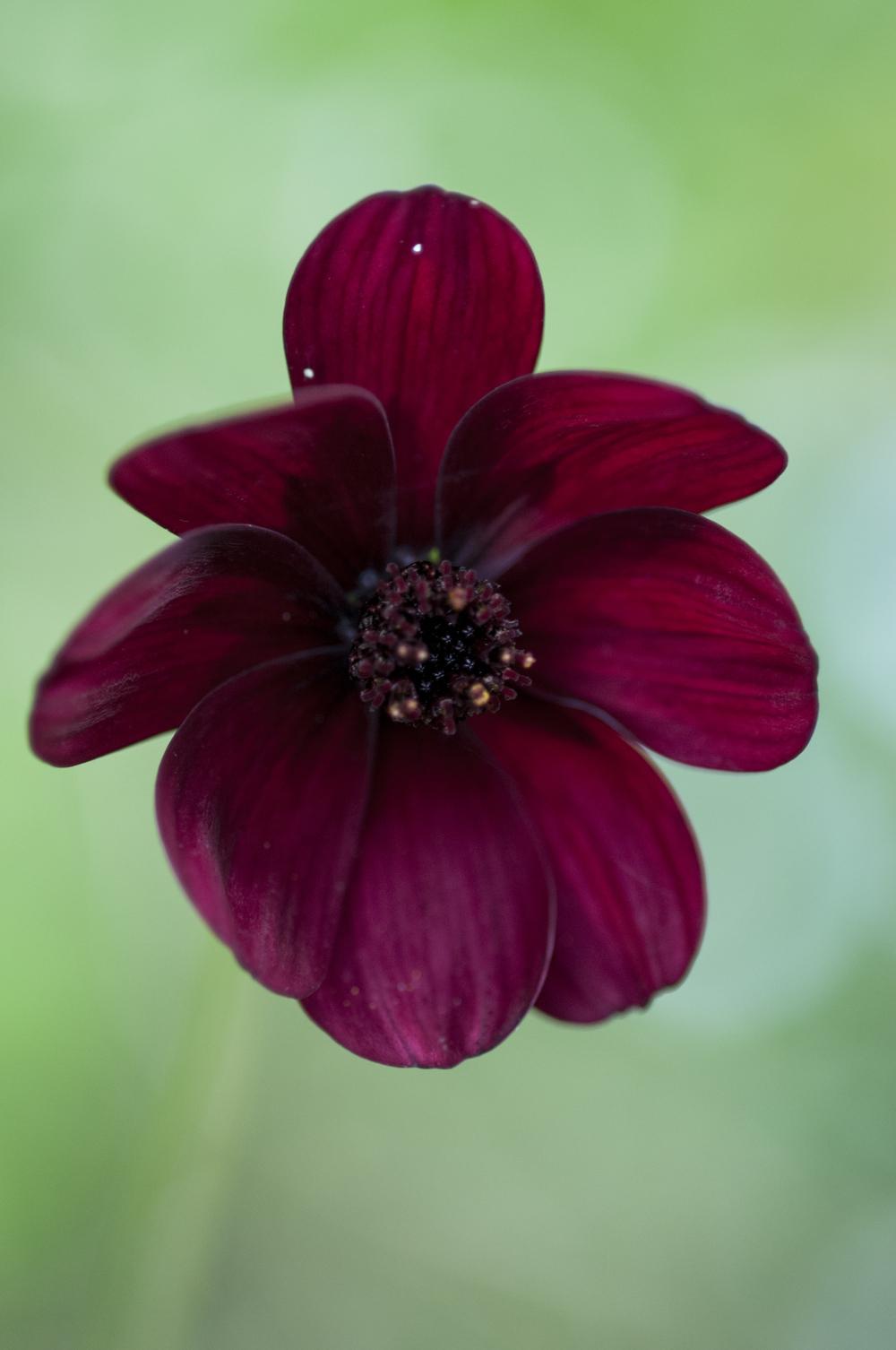Photo of the bloom of Chocolate Cosmos (Cosmos atrosanguineus) posted