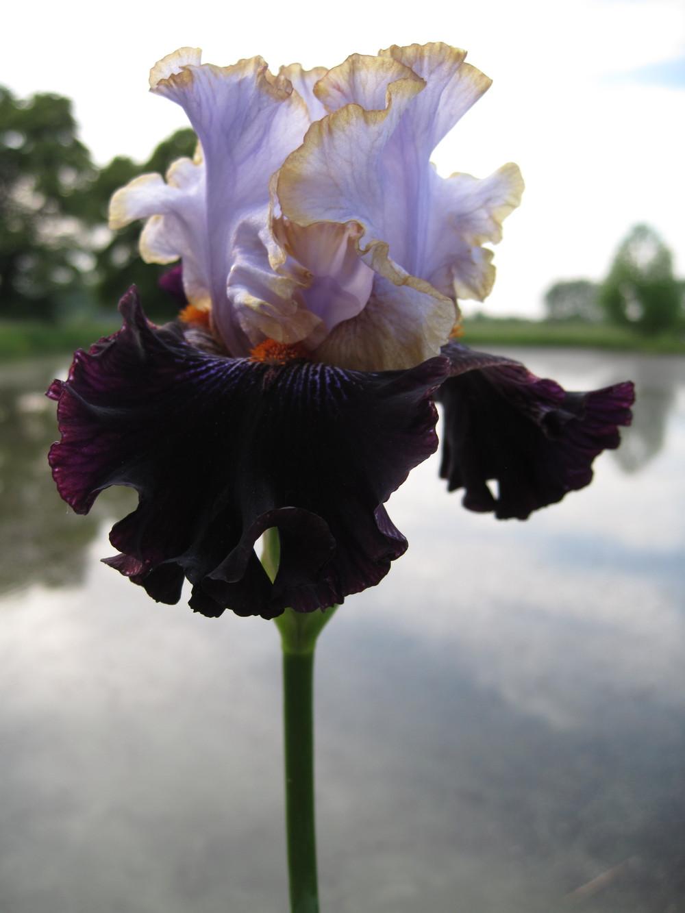 Tall Bearded Iris (Iris 'Royal Sunset') in the Irises Database