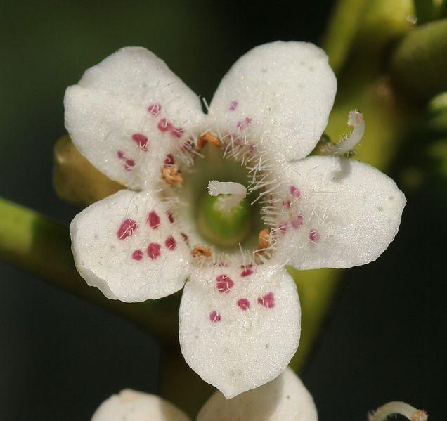 Ngaio Tree (Myoporum laetum)