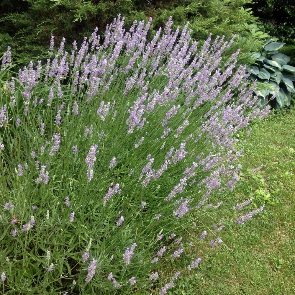 Photo of the entire plant of Lavender (Lavandula x intermedia 'Grosso