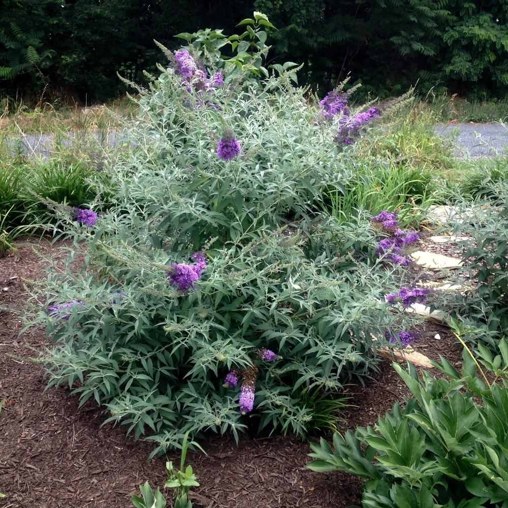 Photo of the entire plant of Butterfly Bush (Buddleja Buzz™ Sky Blue