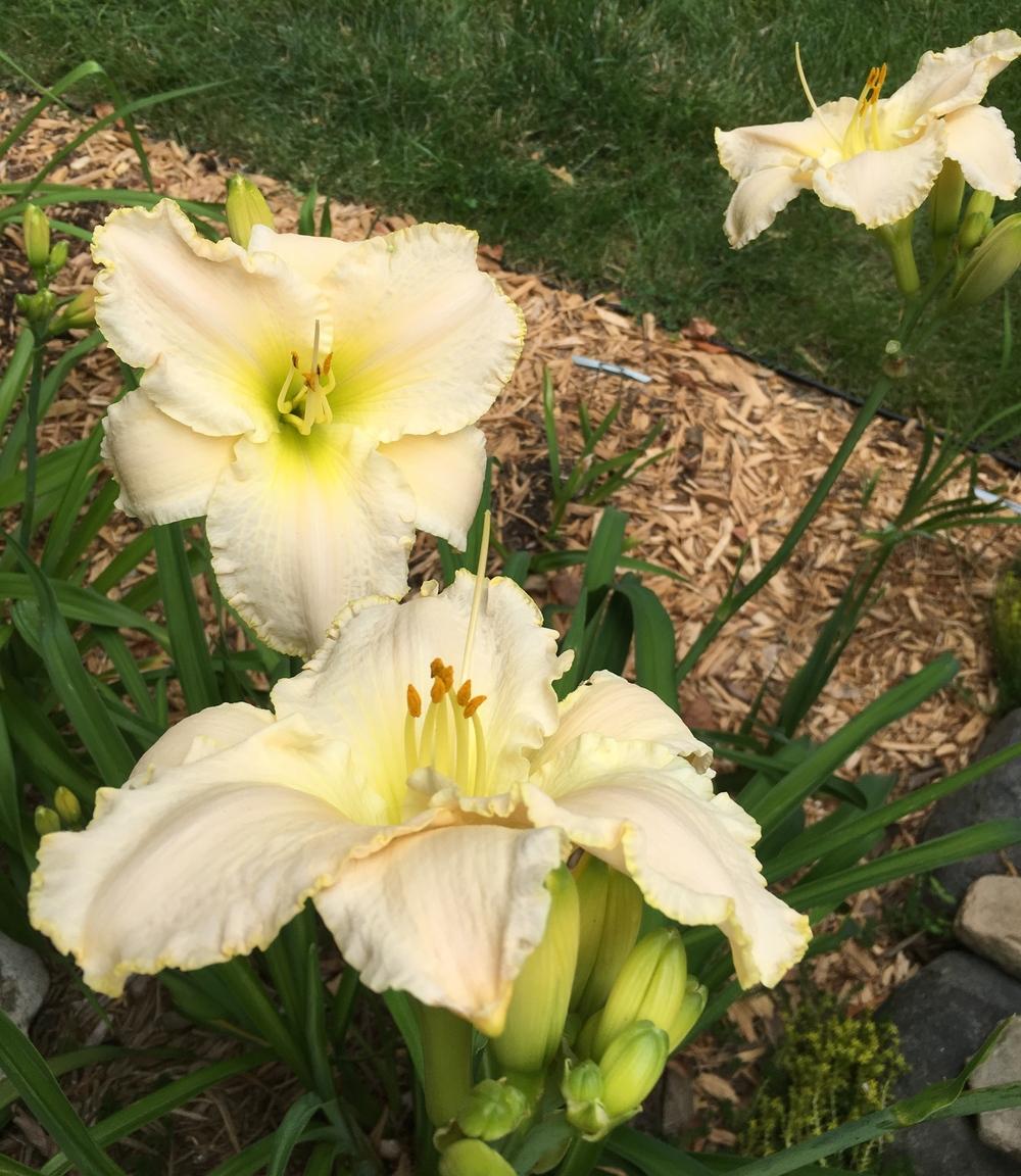 Photo of the entire plant of Daylily (Hemerocallis 'Early Snow') posted