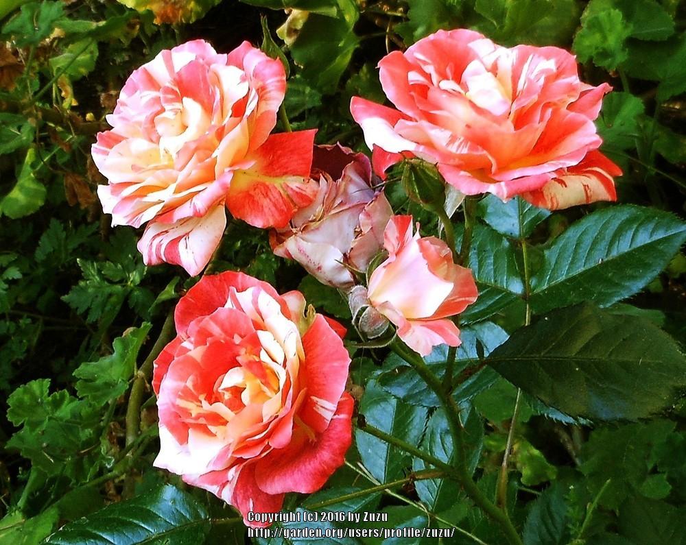 Photo of the bloom of Rose (Rosa 'Tropical Lightning') posted by zuzu