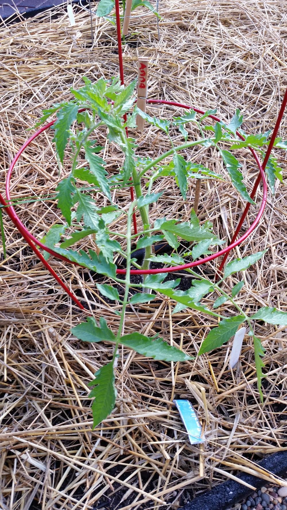 Photo of the seedling or young plant of Tomato (Solanum lycopersicum