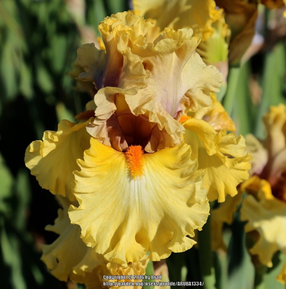 Photo of the bloom of Tall Bearded Iris (Iris 'Idle Rich') posted by