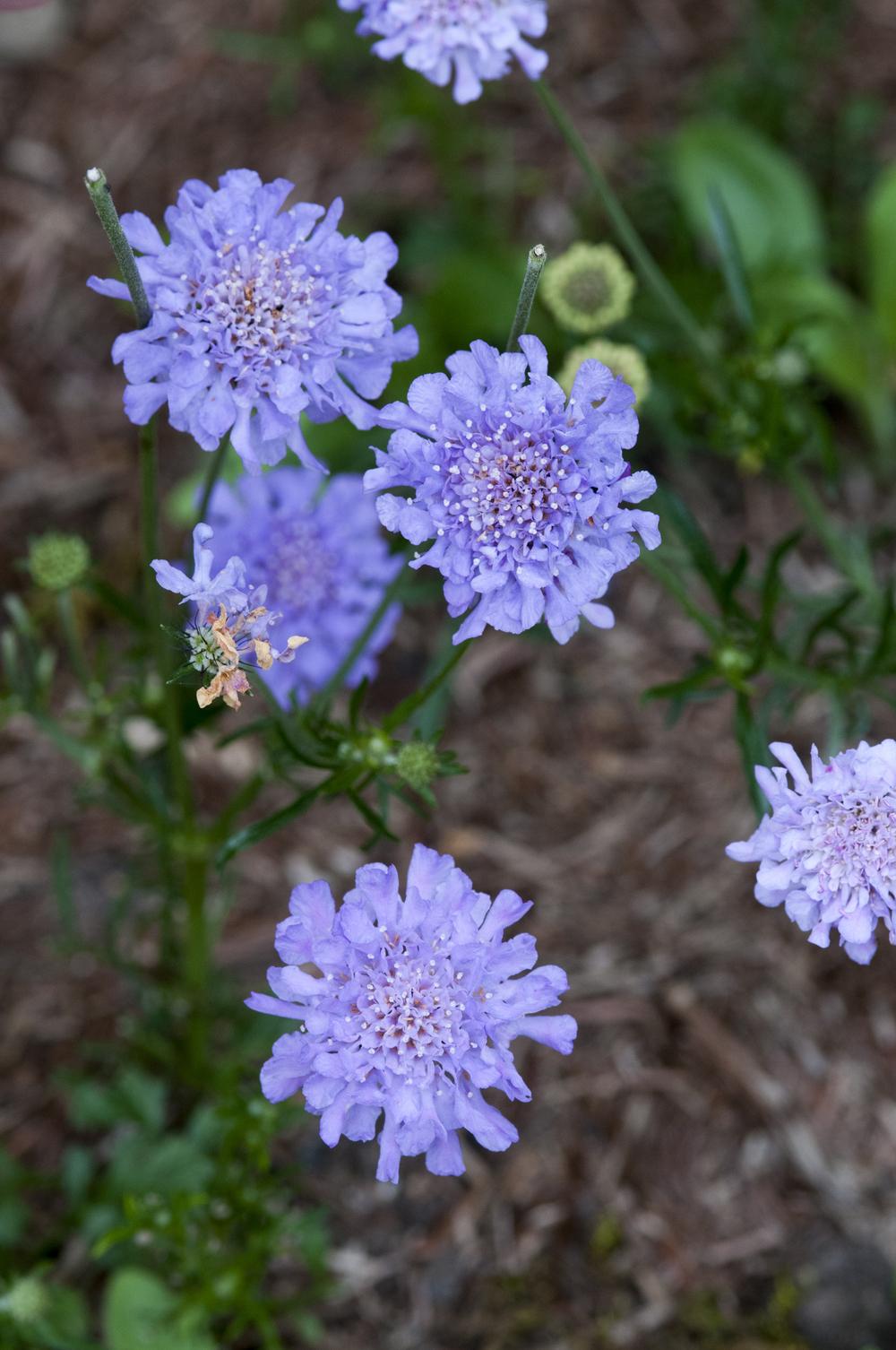 Photo of the bloom of Dwarf Pincushion Flower (Scabiosa columbaria