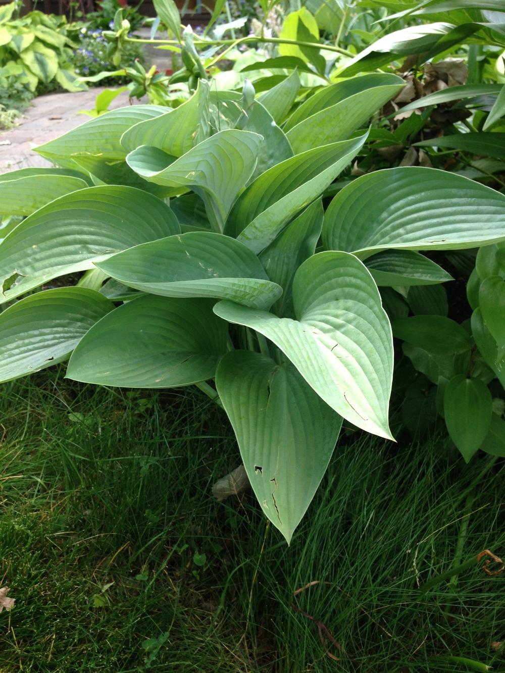 What is your favorite large "VaseShaped" hosta?? in the Hostas forum