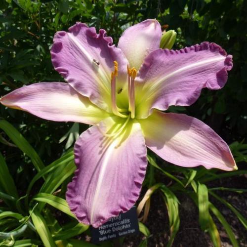 Daylily (Hemerocallis 'Blue Dolphin') in the Daylilies Database