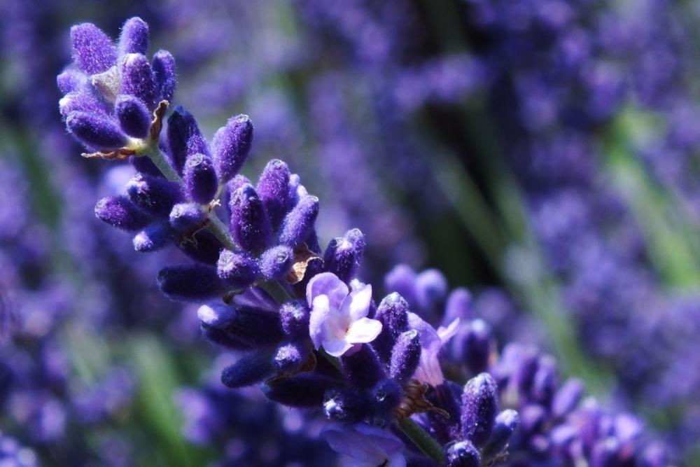 Photo of the bloom of English Lavender (Lavandula angustifolia 'Hidcote