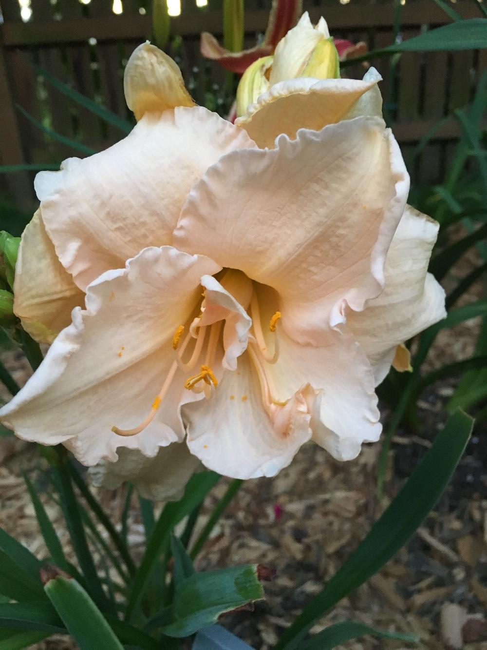Photo of the bloom of Daylily (Hemerocallis 'Land of Cotton') posted by