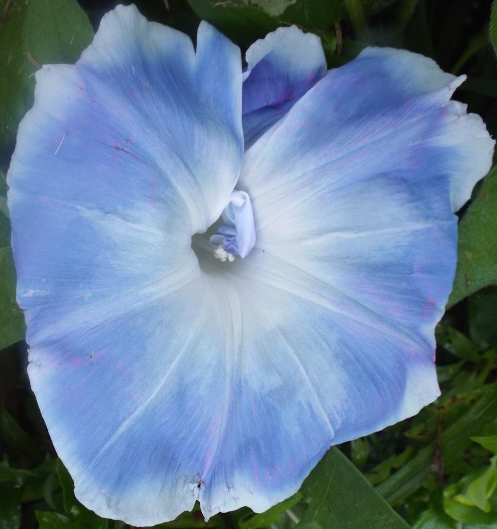 Photo of the bloom of Japanese Morning Glory (Ipomoea nil 'Yama Blue