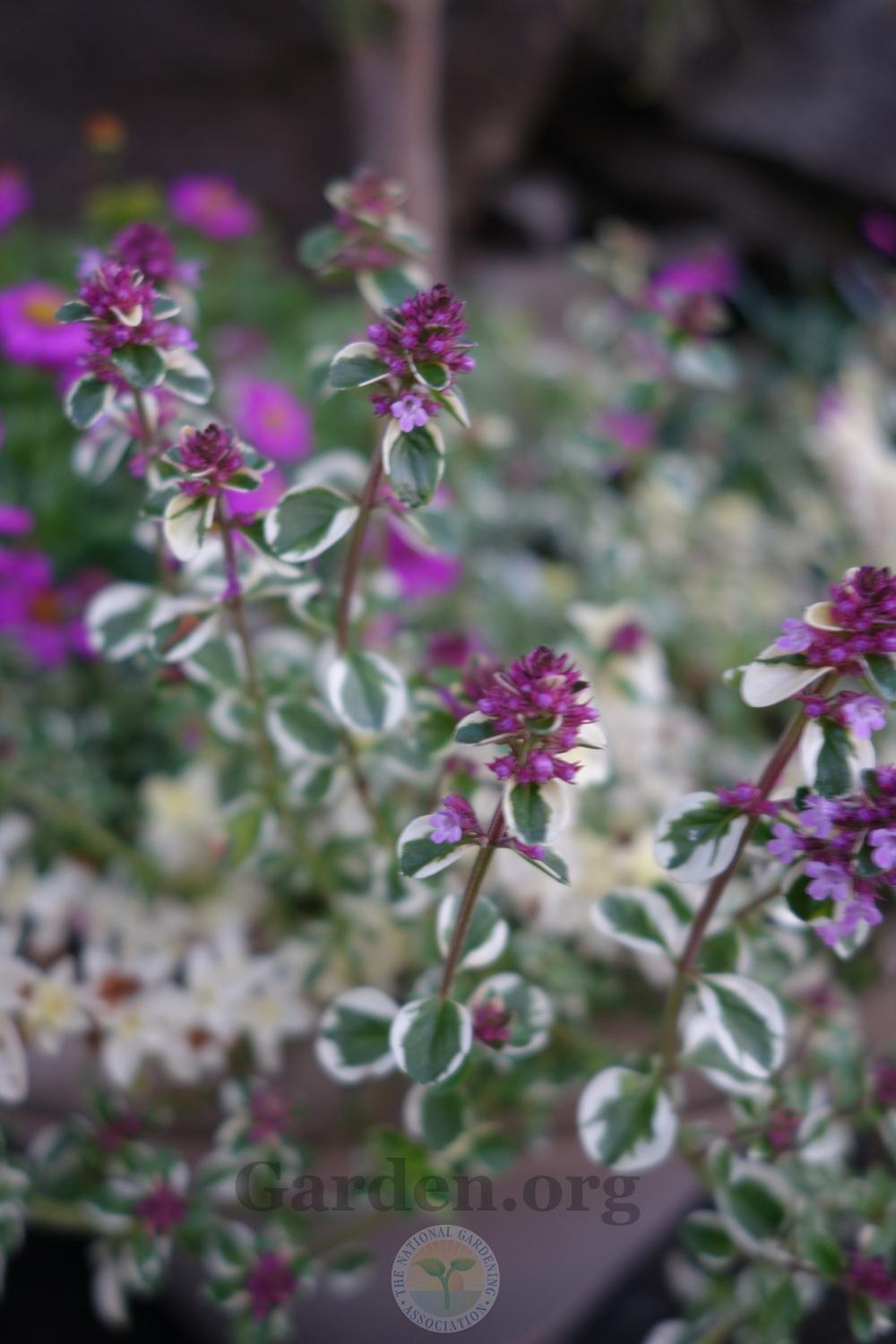 Photo of the bloom of BroadLeaf Thyme (Thymus pulegioides 'Foxley
