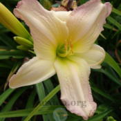 Location: Western WashingtonDate: 2016-07-17