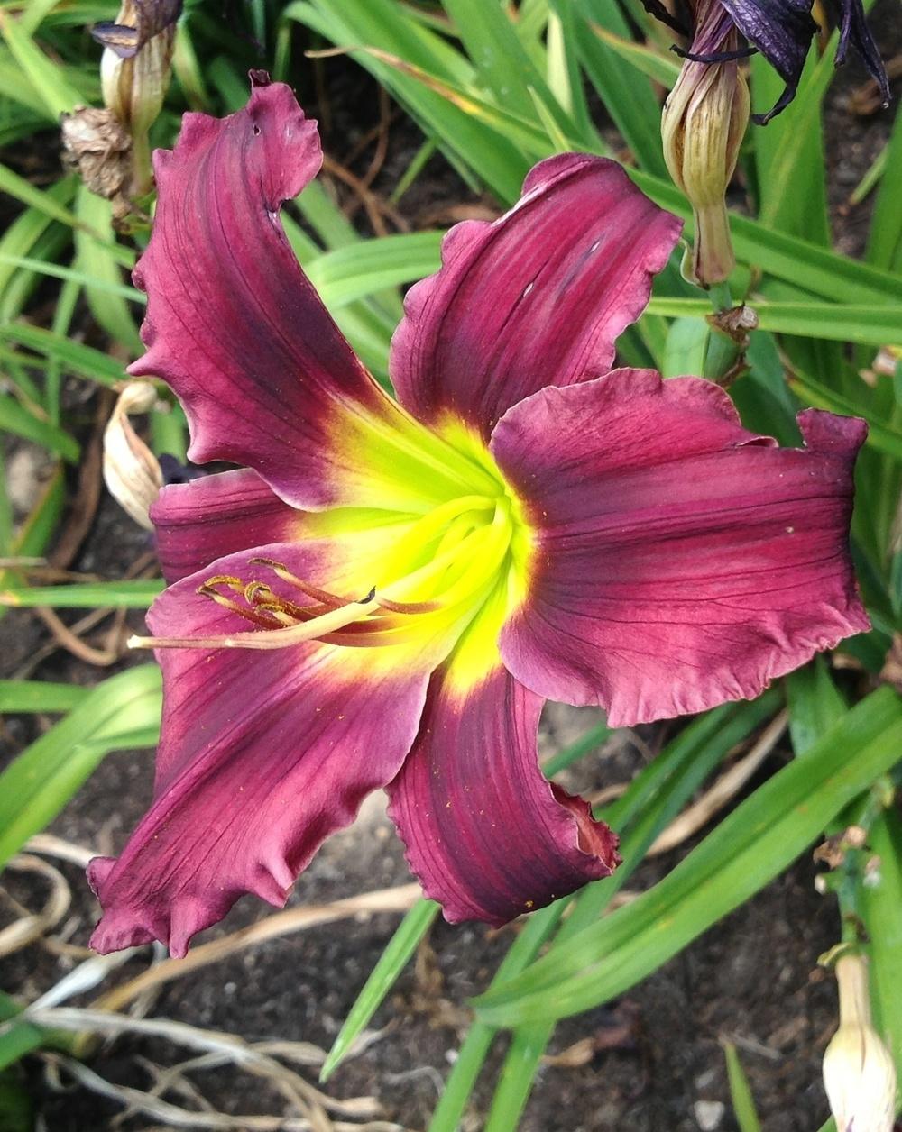 Photo of the bloom of Daylily (Hemerocallis 'Grape Stomping') posted by ...