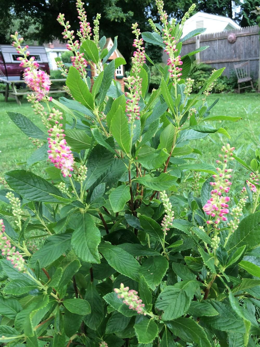 Photo of the entire plant of Sweet Pepperbush (Clethra alnifolia 'Ruby