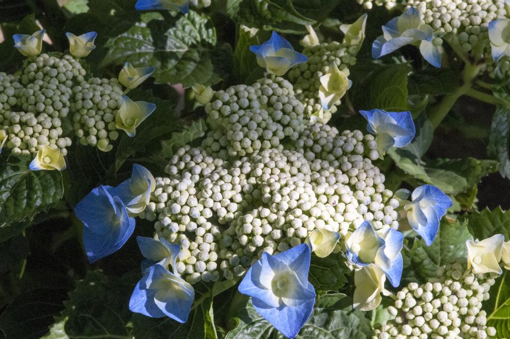 Bigleaf Hydrangea (Hydrangea macrophylla Blueberries & Cream™) in the