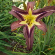 Location: Wentworth, NS, CanadaDate: 2016-07-20