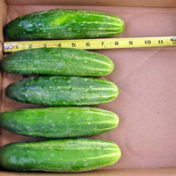 Cucumber (<i>Cucumis sativus</i> 'Straight Eight')