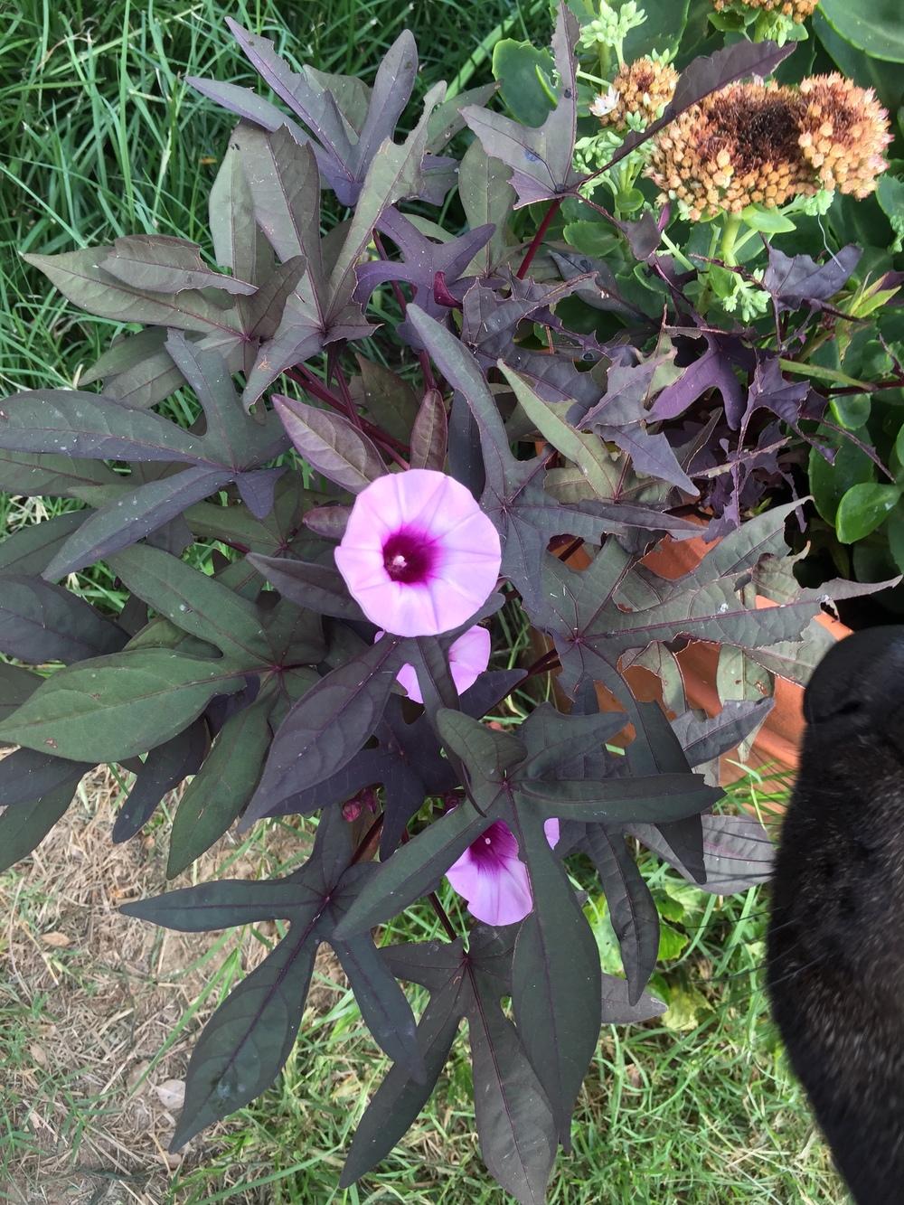 Sweet Potato (Ipomoea batatas SolarPower™ Black) in the Sweet Potatoes