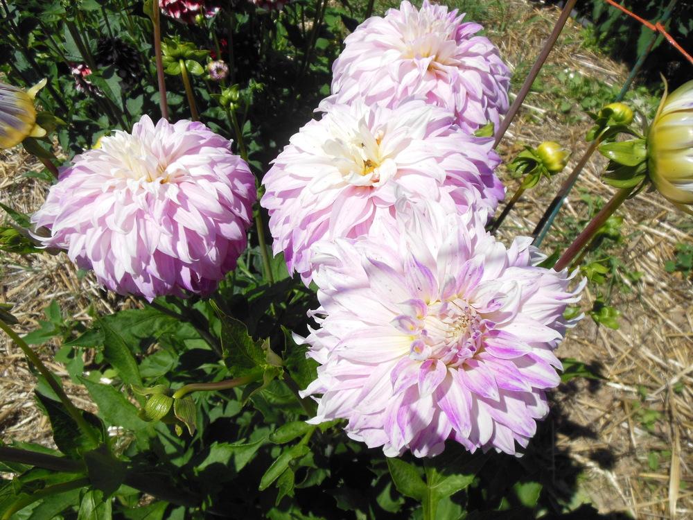 Photo of the bloom of Informal Decorative Dahlia (Dahlia ‘Pink