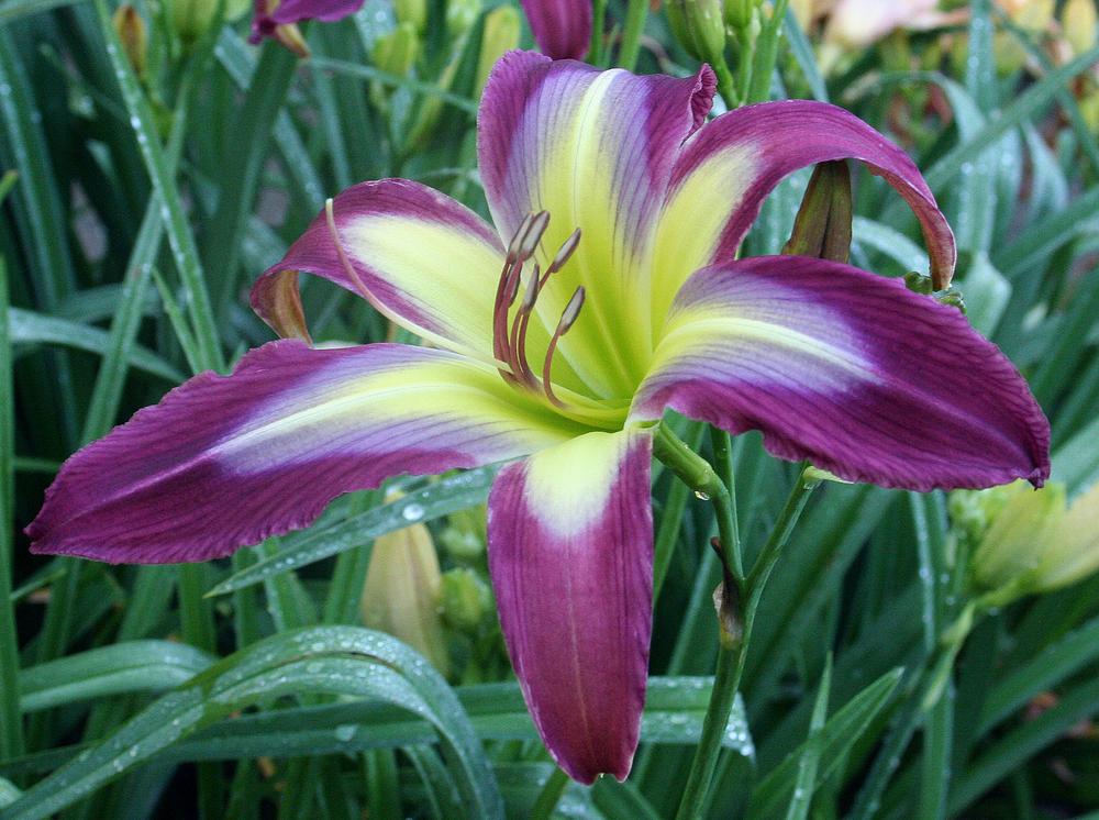 Daylily (Hemerocallis 'Morpho Butterfly') in the Daylilies Database
