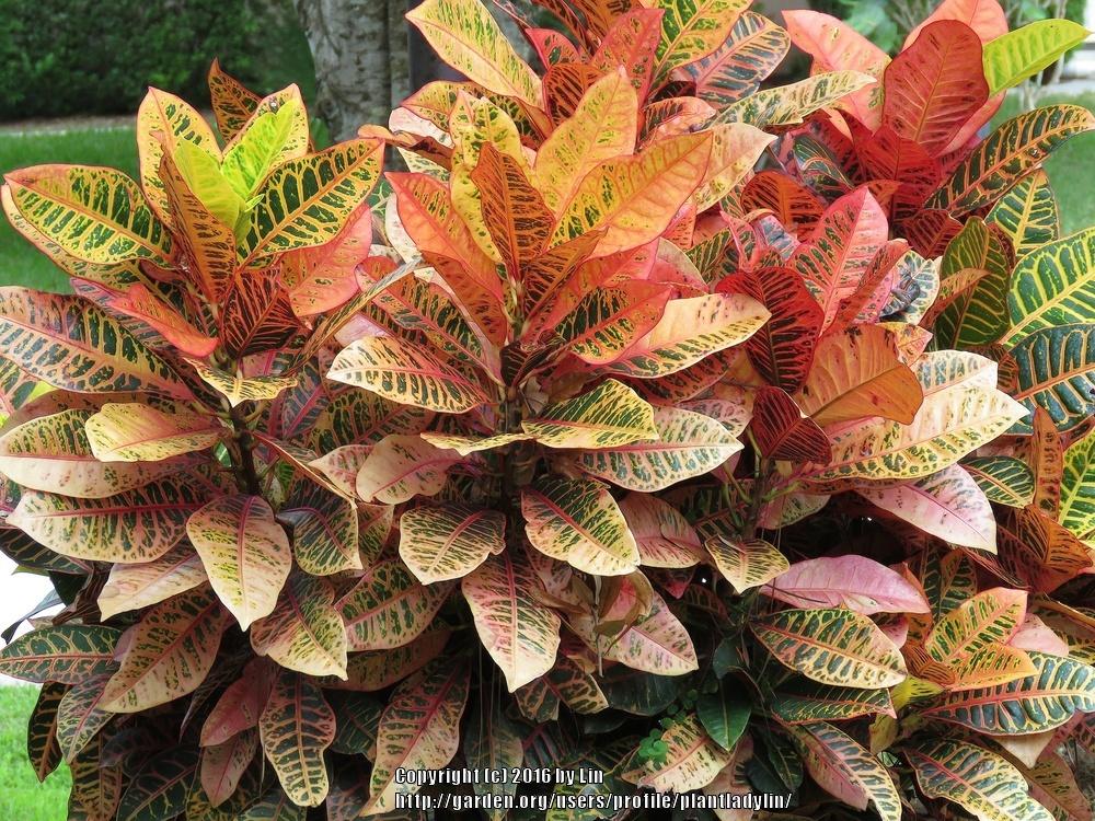 Crotons Plant Care and Collection of Varieties