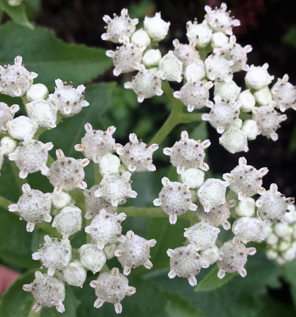 Wild Quinine (Parthenium integrifolium)