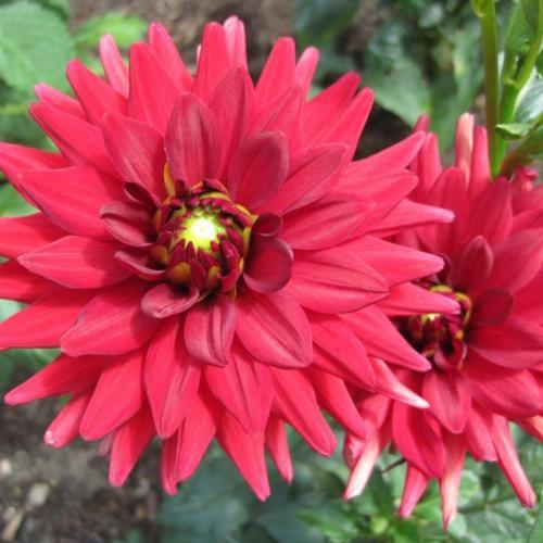 Dahlia 'Red Pygmy' in the Dahlias Database