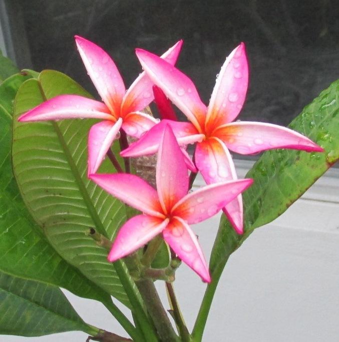 Plumeria (Plumeria rubra &lsquo;Starfish&rsquo;) in the Plumerias Database - Garden.org