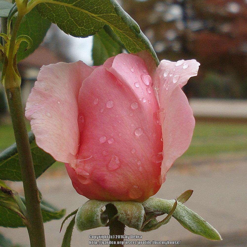 'Knock Out' Rose Alternatives in the Roses forum