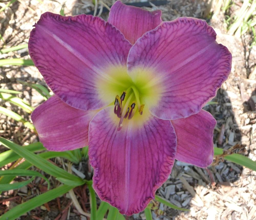 Photo of the bloom of Daylily (Hemerocallis 'Anchors Aweigh') posted by