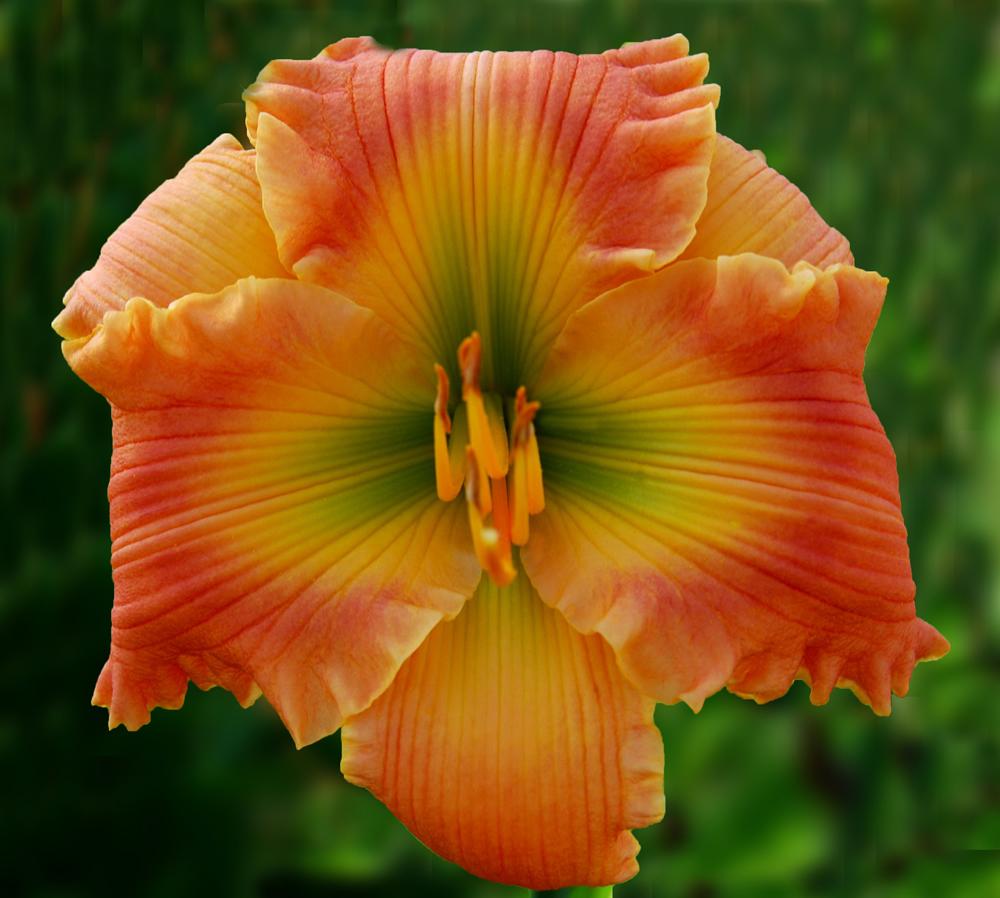 Photo of the bloom of Daylily (Hemerocallis 'Flavors of Fall') posted by Calif_Sue