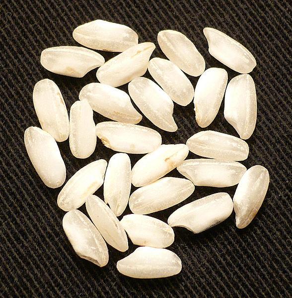 Officinalis Rice Rice (Oryza 'Carnaroli') - Garden.org