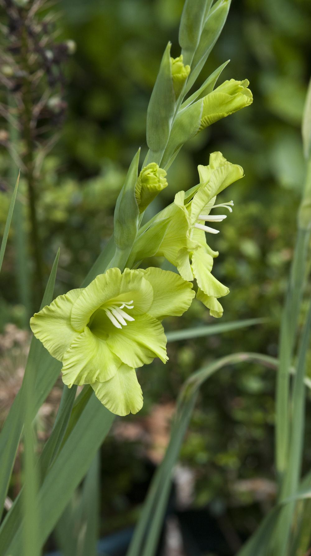 Gladiolus Plant Care and Collection of Varieties