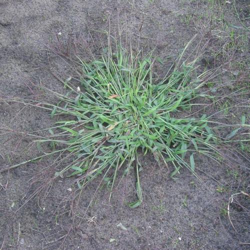 Crab Grass (Digitaria sanguinalis)