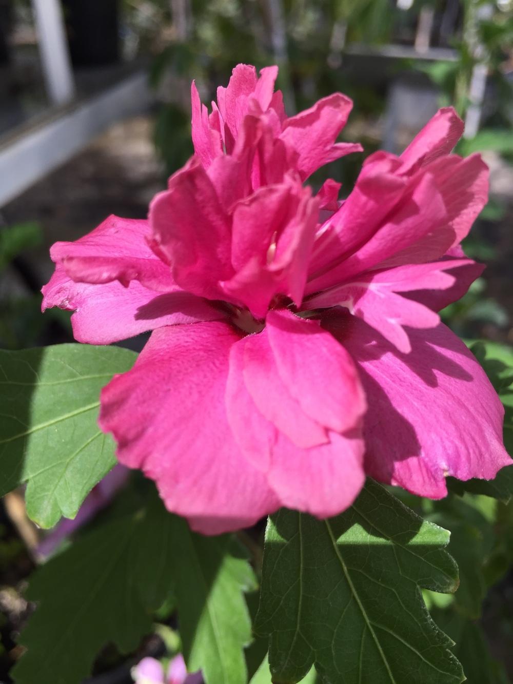 Rose of Sharon (Hibiscus syriacus 'Collie
