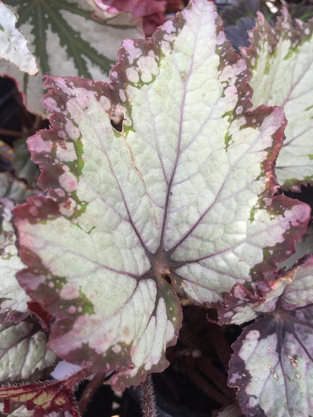 Begonia Jurassic™ Pink Shades in the Begonias Database