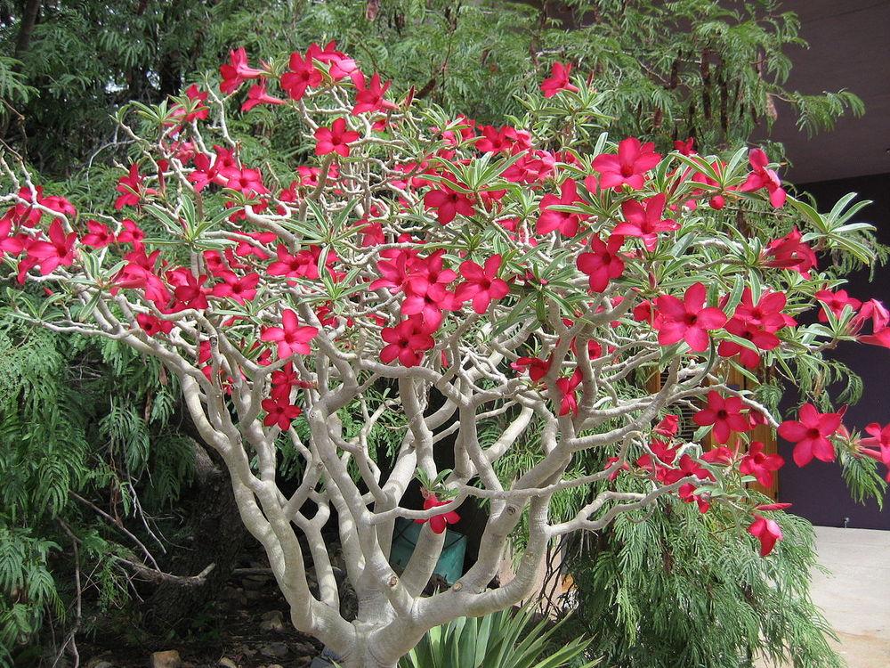 Photo of the entire plant of Desert Rose (Adenium 'Crimson Star