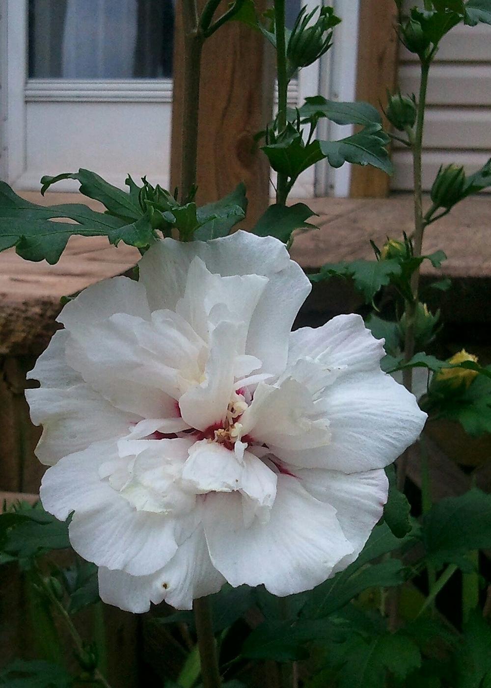 Hardy Carnation (Dianthus caryophyllus 'Grenadin White') in the