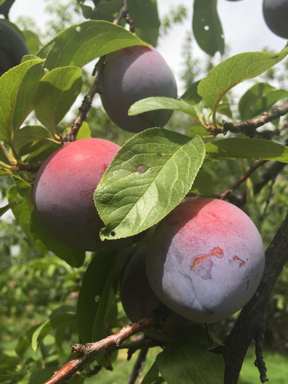 Plum (Prunus domestica 'Yakima') in the Plums Database