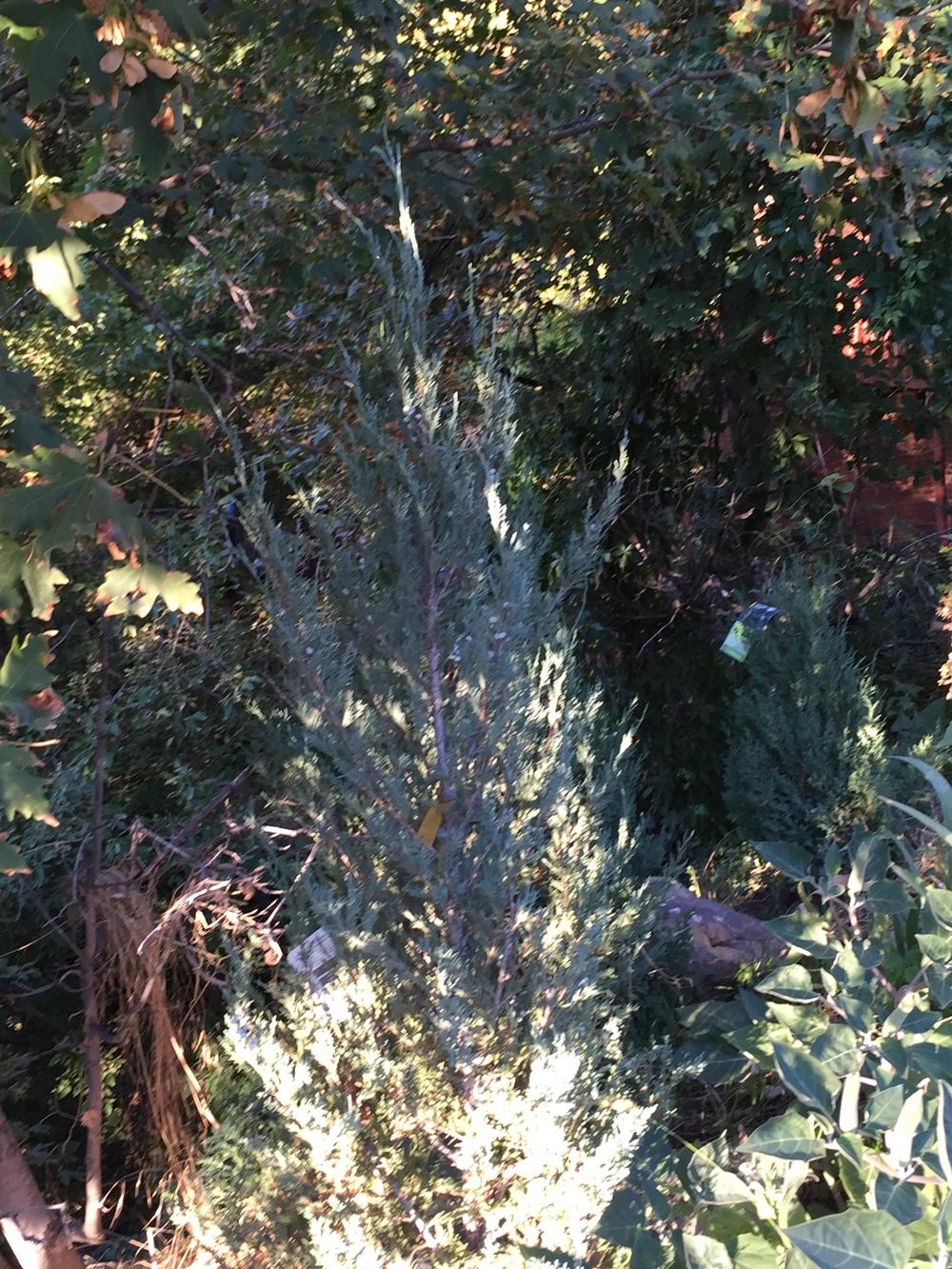 Rocky Mountain Juniper (Juniperus scopulorum 'Skyrocket')