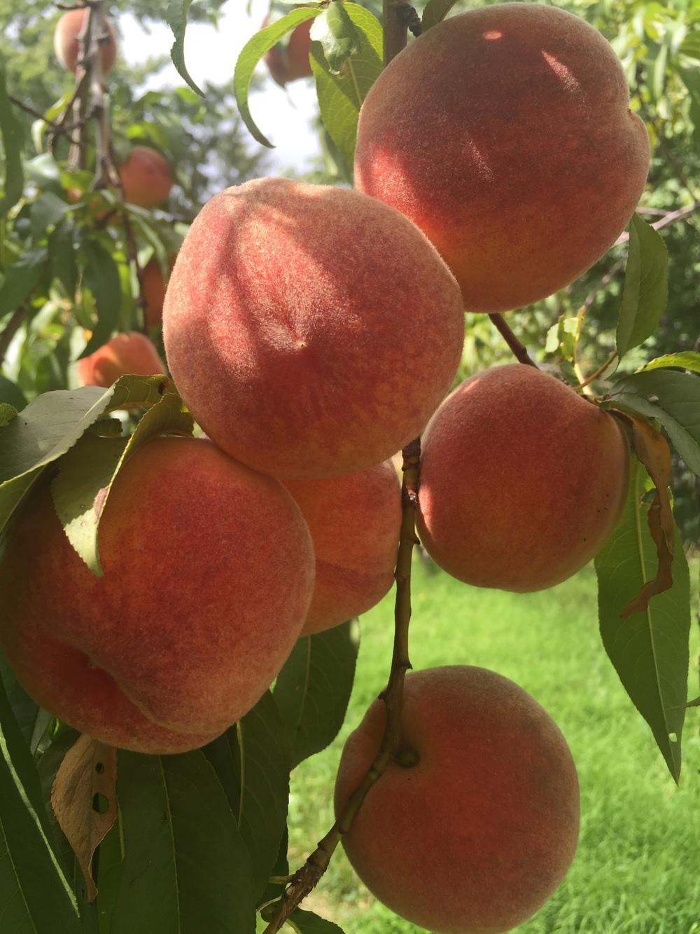 Peach (Prunus persica 'Suncrest') in the Peaches Database