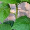 Picture of the very thorny canes. Picture of the very thorny canes.