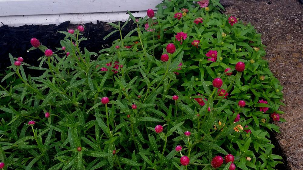 Photo of the entire plant of Globe Amaranth (Gomphrena haageana QIS
