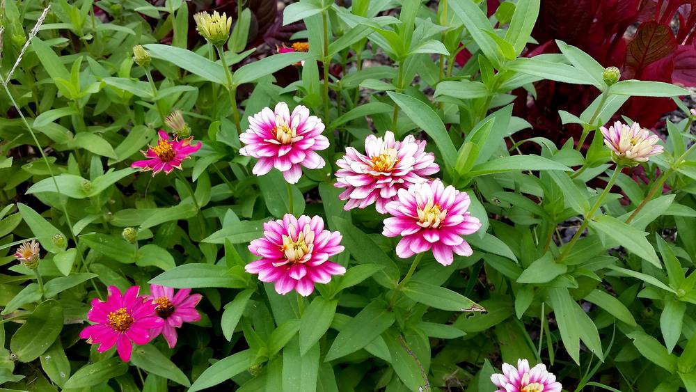 Photo of the bloom of Zinnia 'Dancing Girls' posted by KarenHolt