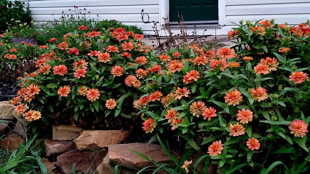 Photo of the entire plant of Zinnia 'Profusion Double Deep Salmon