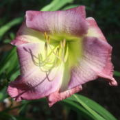 Location: My Garden, Ontario, CanadaDate: 2016-08-19