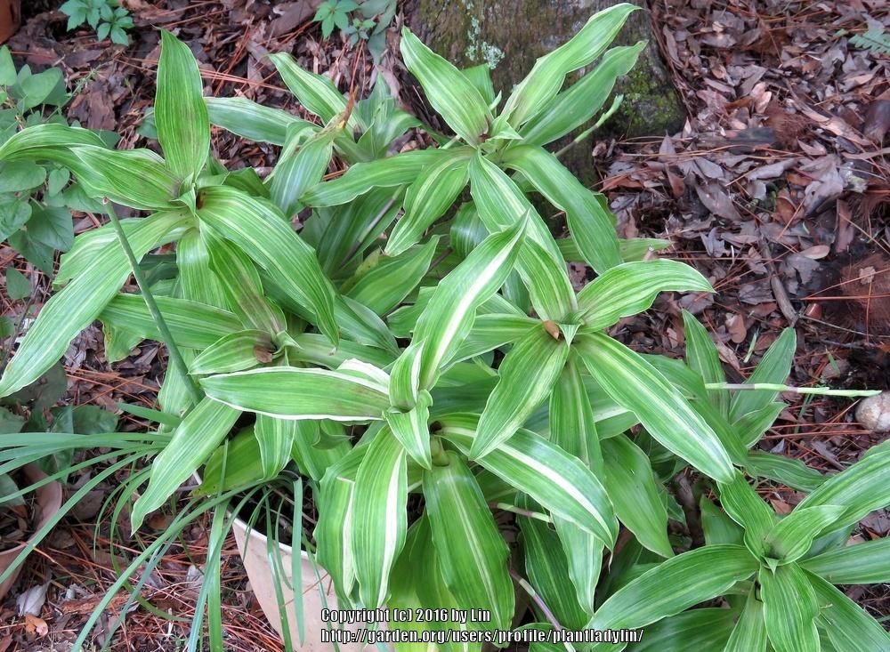 Photo of the entire plant of Variegated Basket Plant (Callisia fragrans
